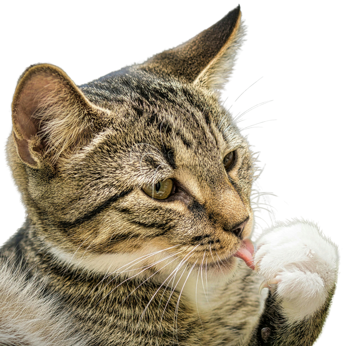 gato acicalando