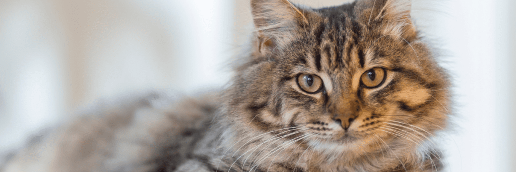 gato universo michi toxoplasmosis