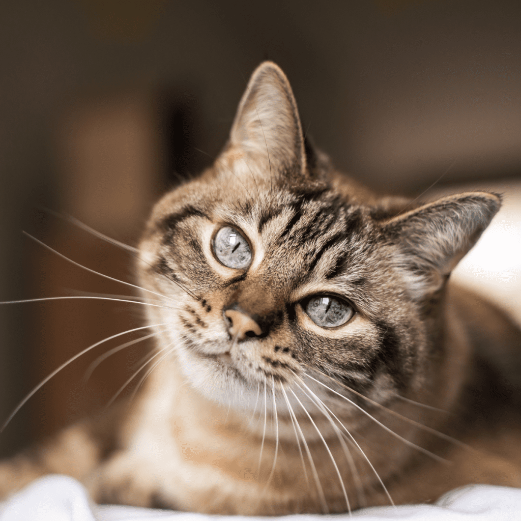 universo michi toxoplasmosis gatos