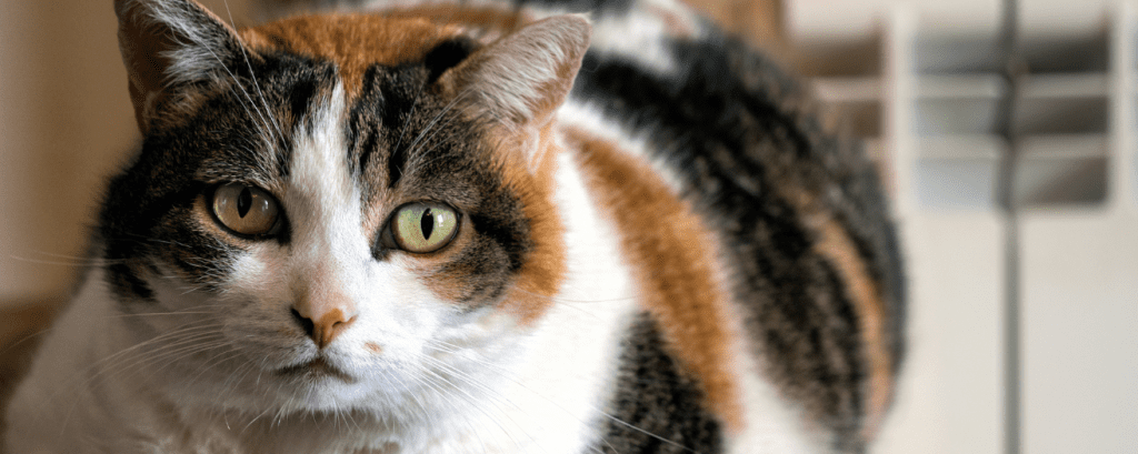 Los peligros de la obesidad felina
