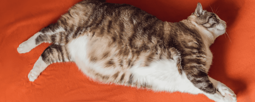 gato obeso universo michi