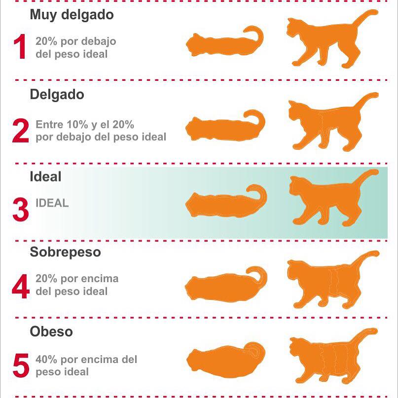 masa corporal en gato