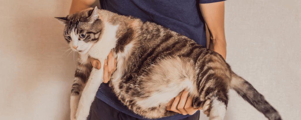 obesidad en gatos