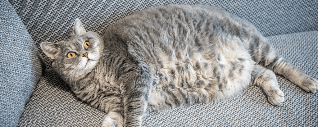 obesidad felina universo michi