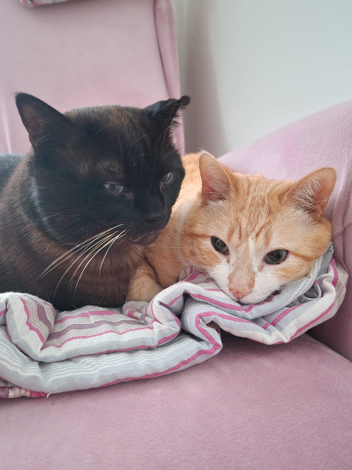 Piti y Tigre universo michi
