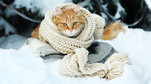 gatos y frio